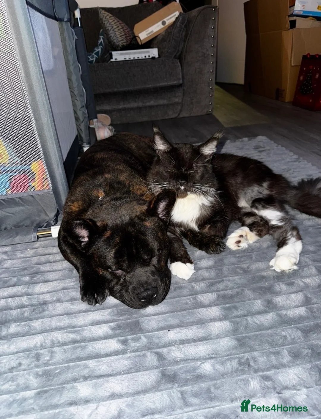 Mixed Breed dogs for sale: 1 year old frow frow please read description!!  - Advert 3