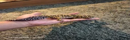 Gecko reptiles for sale: Leopard Geko & Enclosure  - Advert 2