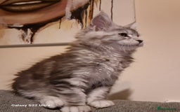 Maine Coon cats for sale: Pure Maine coon - Image 12
