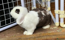 Mini Lop rabbits for sale: Minilops male and female  - Advert 14