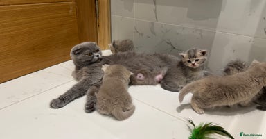 Scottish Fold cats - Advert 12