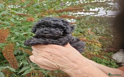 Cockapoo dogs for sale: VANASUZE SHOW TYPE F1b COCKAPOOS - Image 7