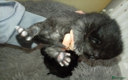 Domestic Shorthair cats for sale: 2 beautiful kittens - Image 5