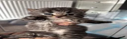 Mixed Breed cats for sale: Beaitiful Ragdoll x kittens READY ON 26th June  - Advert 3
