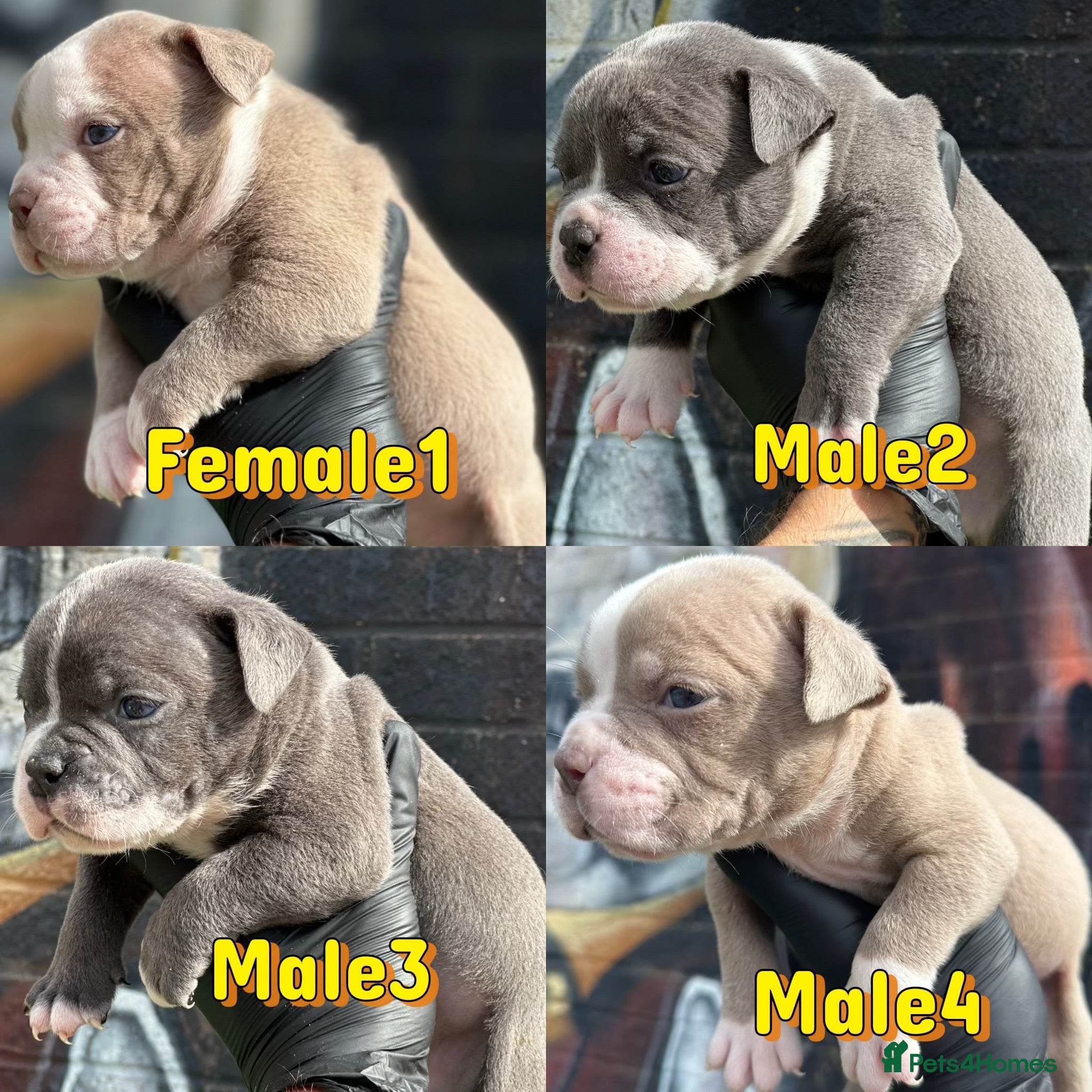 Old Tyme Bulldog dogs 23 years 5⭐️Licensed & Registered uk no1  - Advert 3
