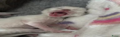 Ragdoll 1