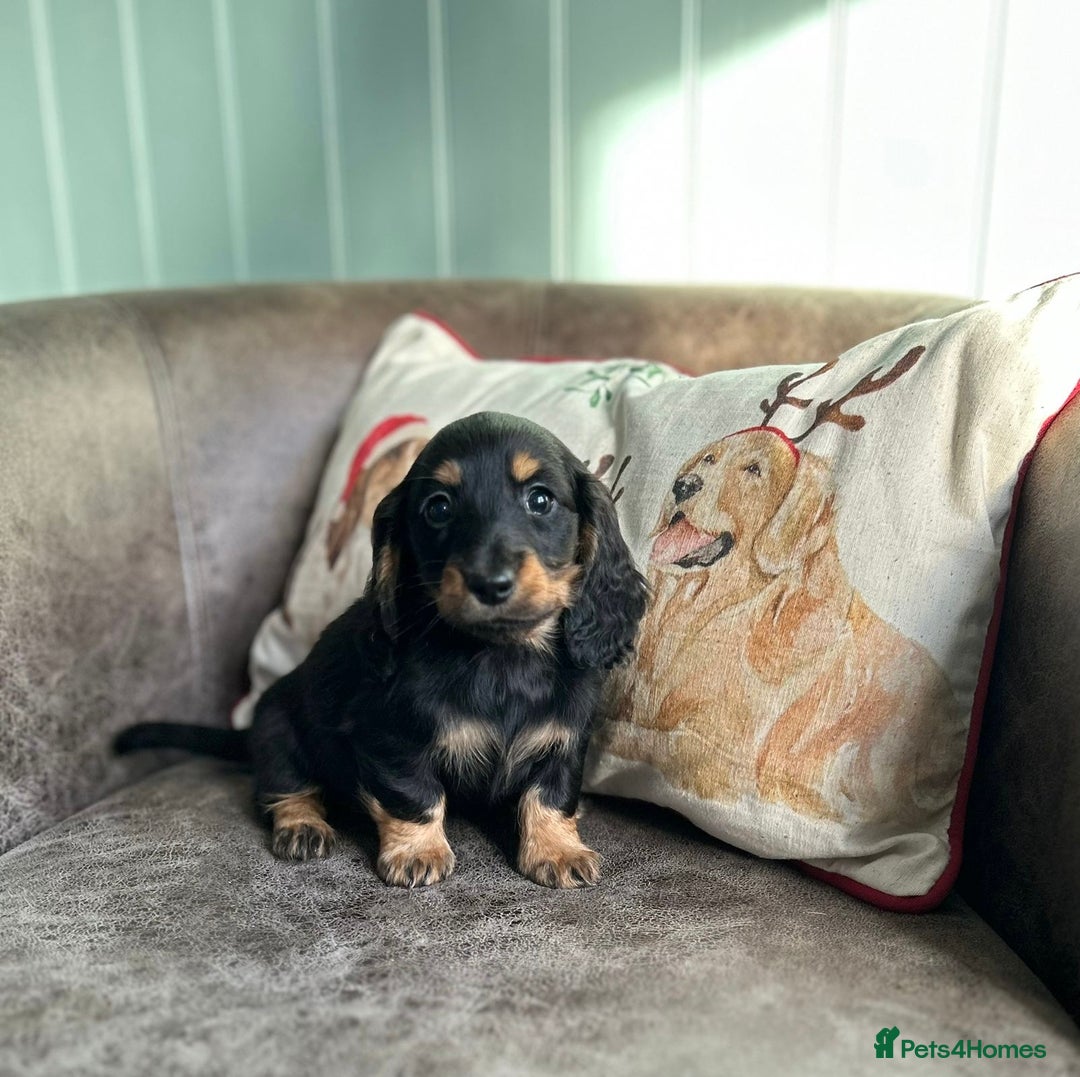 Miniature Dachshund dogs for sale: Miniature longhaired dachshunds  - Advert 5