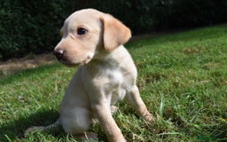Labrador Retriever dogs for sale: Quality Pedigree Black Girl **WILLOW** - Image 9