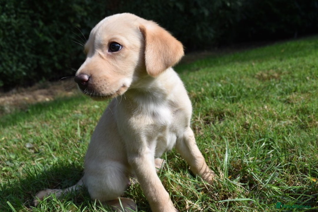Labrador Retriever dogs for sale: Quality Pedigree Black Girl **WILLOW** - Image 9