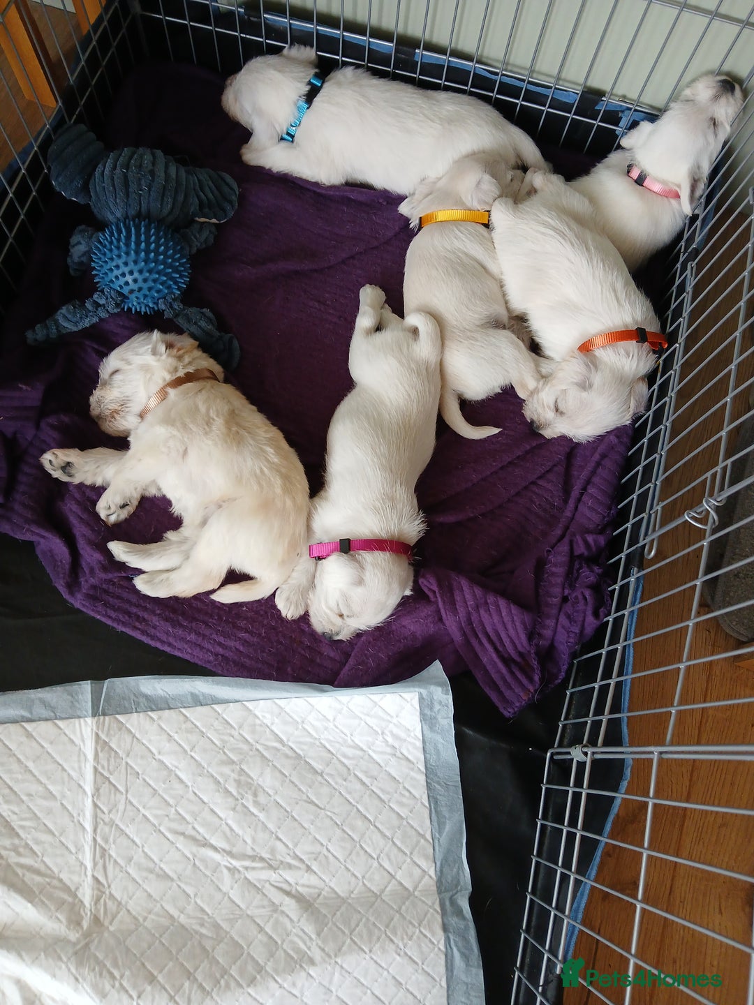 Miniature Schnauzer dogs for sale: Adorable white schnauzer puppies- ready soon! - Image 15