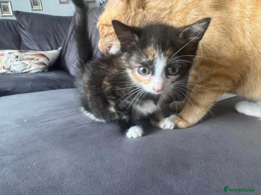 British Shorthair cats for sale: Four Adorable Kittens  - Image 11