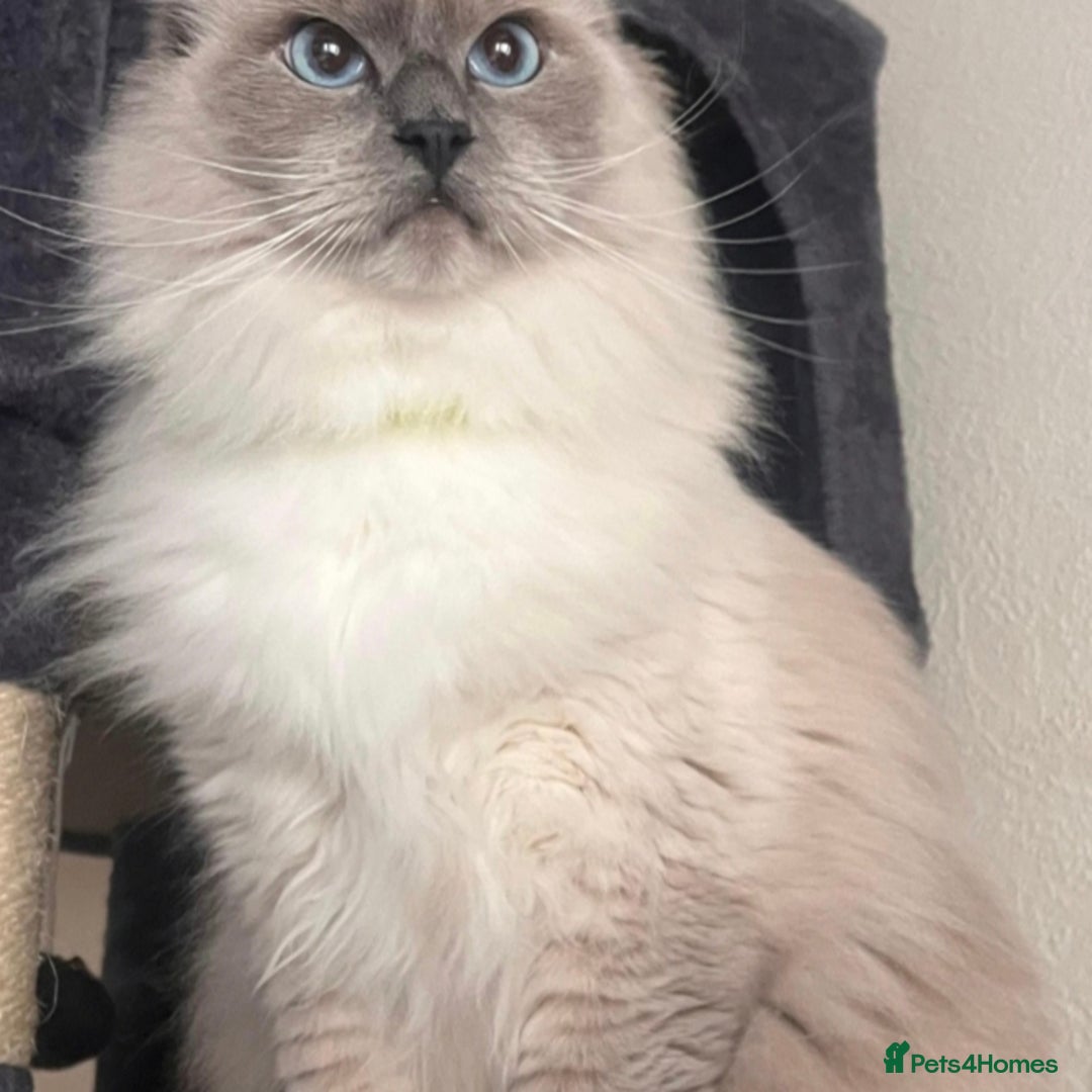 Ragdoll cats for sale: Beautiful Ragdoll Kittens GCCF registered  - Image 17