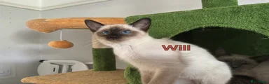 Will