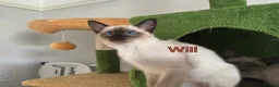 Ragamese cats for sale: Gorgeous Ragamese Boy-Ready To Leave - Advert 6