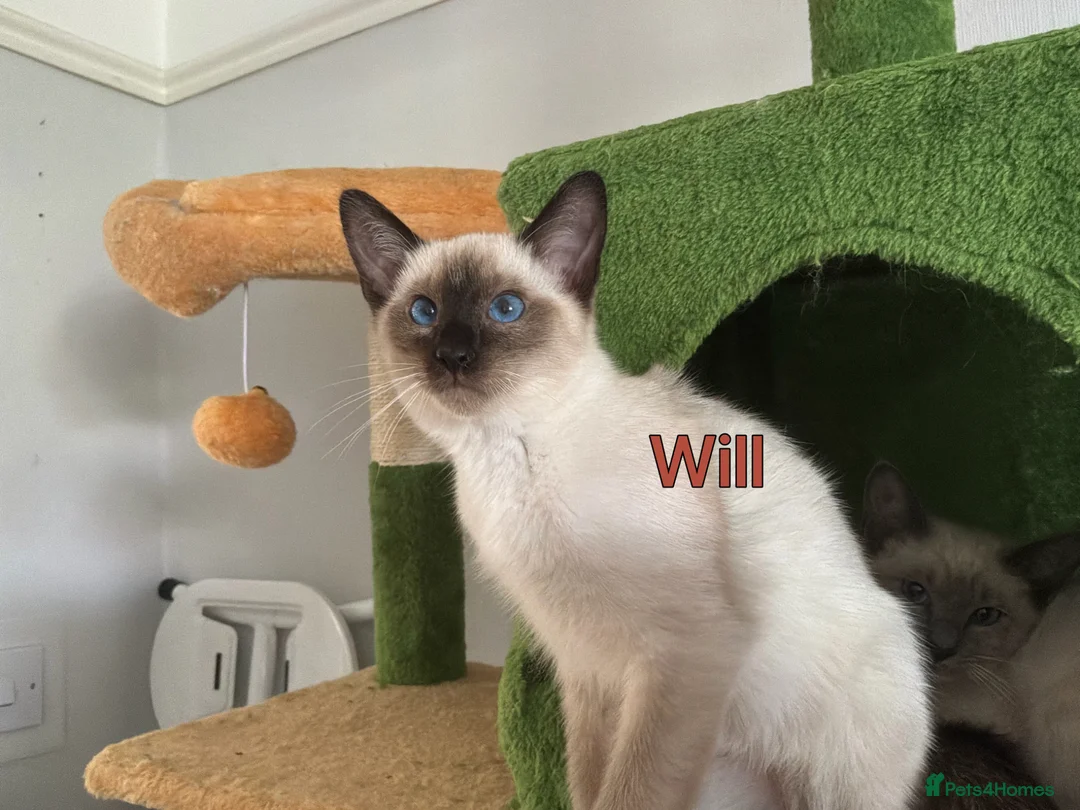 Ragamese cats for sale: Gorgeous Ragamese Boy-Ready To Leave - Advert 6