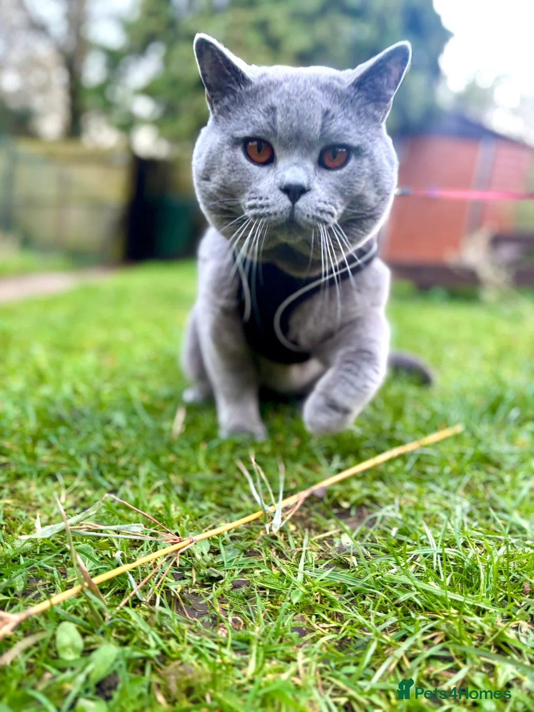 British Shorthair cats for stud: BritishShorthairBlue GCCF pedigree stud for mating - Advert 1