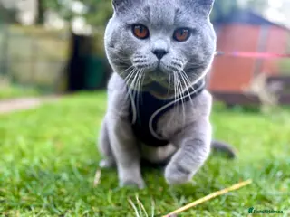 British Shorthair cats BritishShorthairBlue GCCF pedigree stud for mating - Advert 4