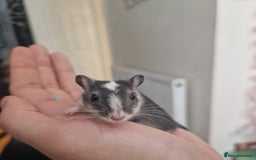 Gerbil rodents for sale: 3 gerbils & accessories for sale - Image 3