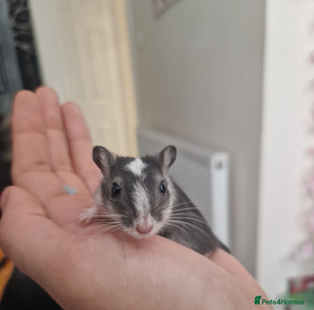 Gerbil rodents for sale: 3 gerbils & accessories for sale - Image 3