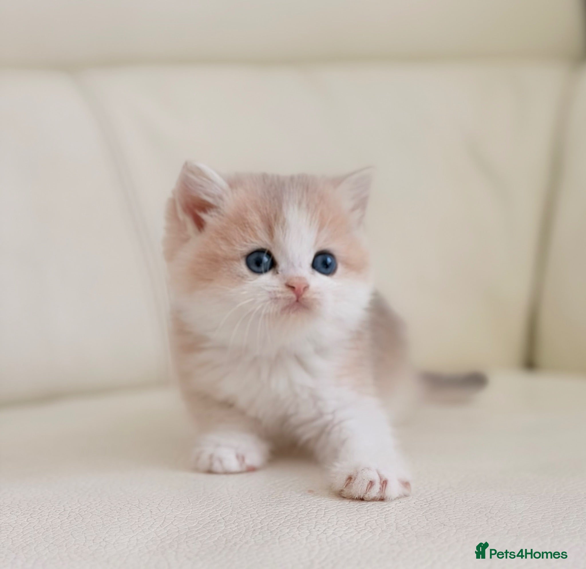British Shorthair cats Rare color Bicolor Lilac Golden Chinchilla  - Advert 2