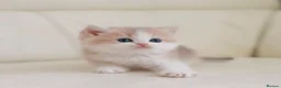 British Shorthair cats for sale: Rare color Bicolor Lilac Golden Chinchilla  - Advert 2