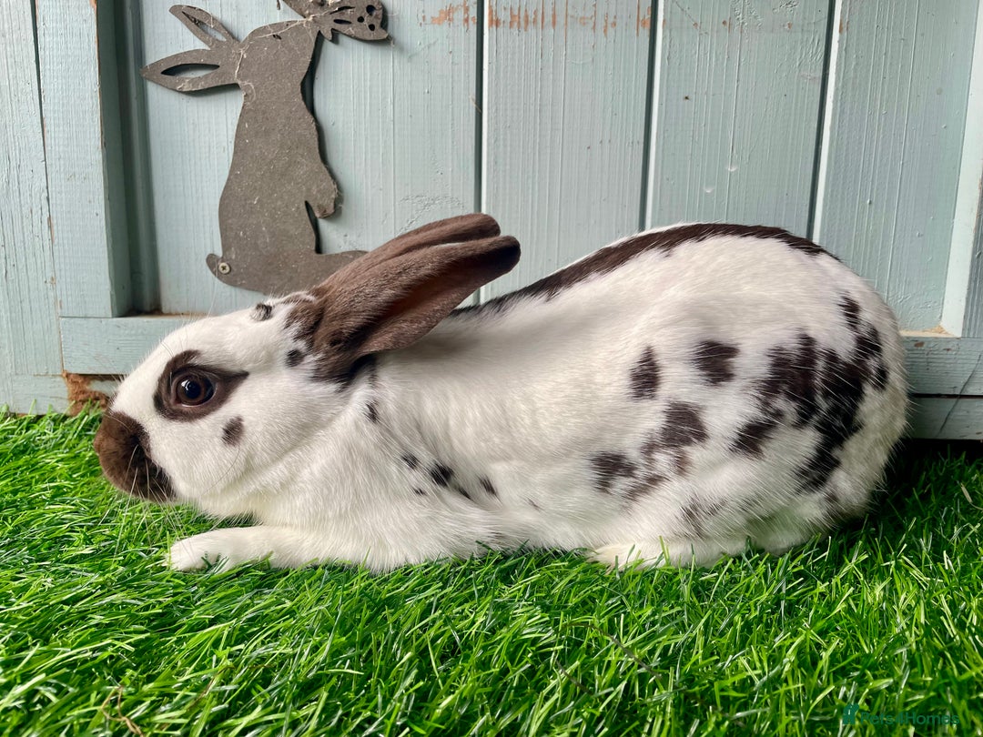 English Spot rabbits for sale: English Spot Rabbits - Advert 3