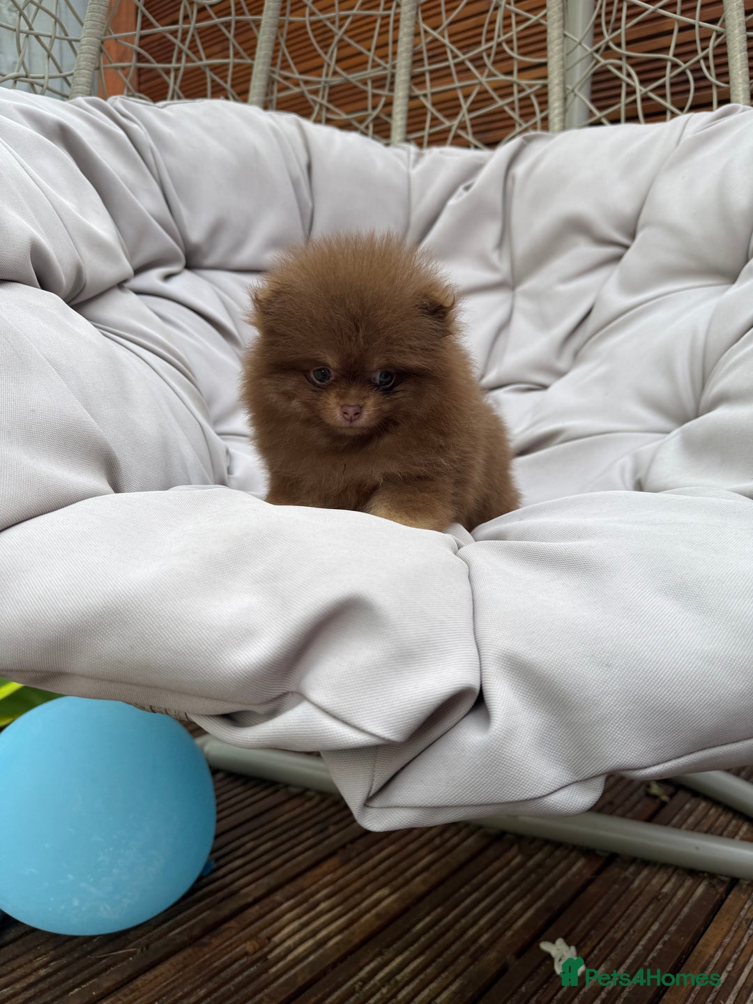 Pomeranian dogs for sale: Super Quite teddy bear Pomeranians puppy’s  - Image 14