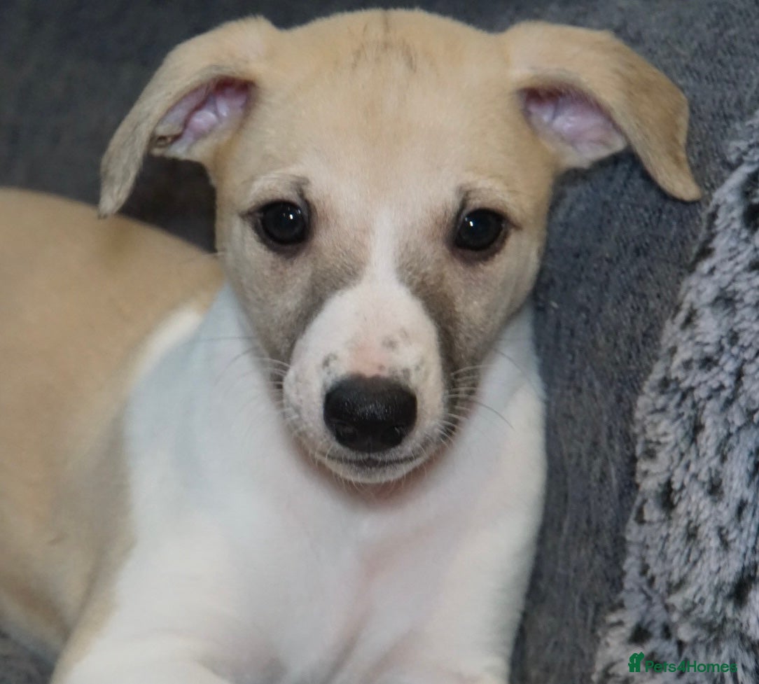 Whippet dogs Quality show/ Lure coursing girl - Advert 1