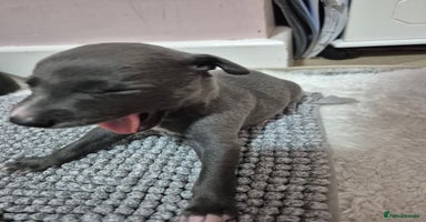 Whippet dogs 🐾 Stunning Blue Whippet Puppies - just £800!🐾 - Advert 8