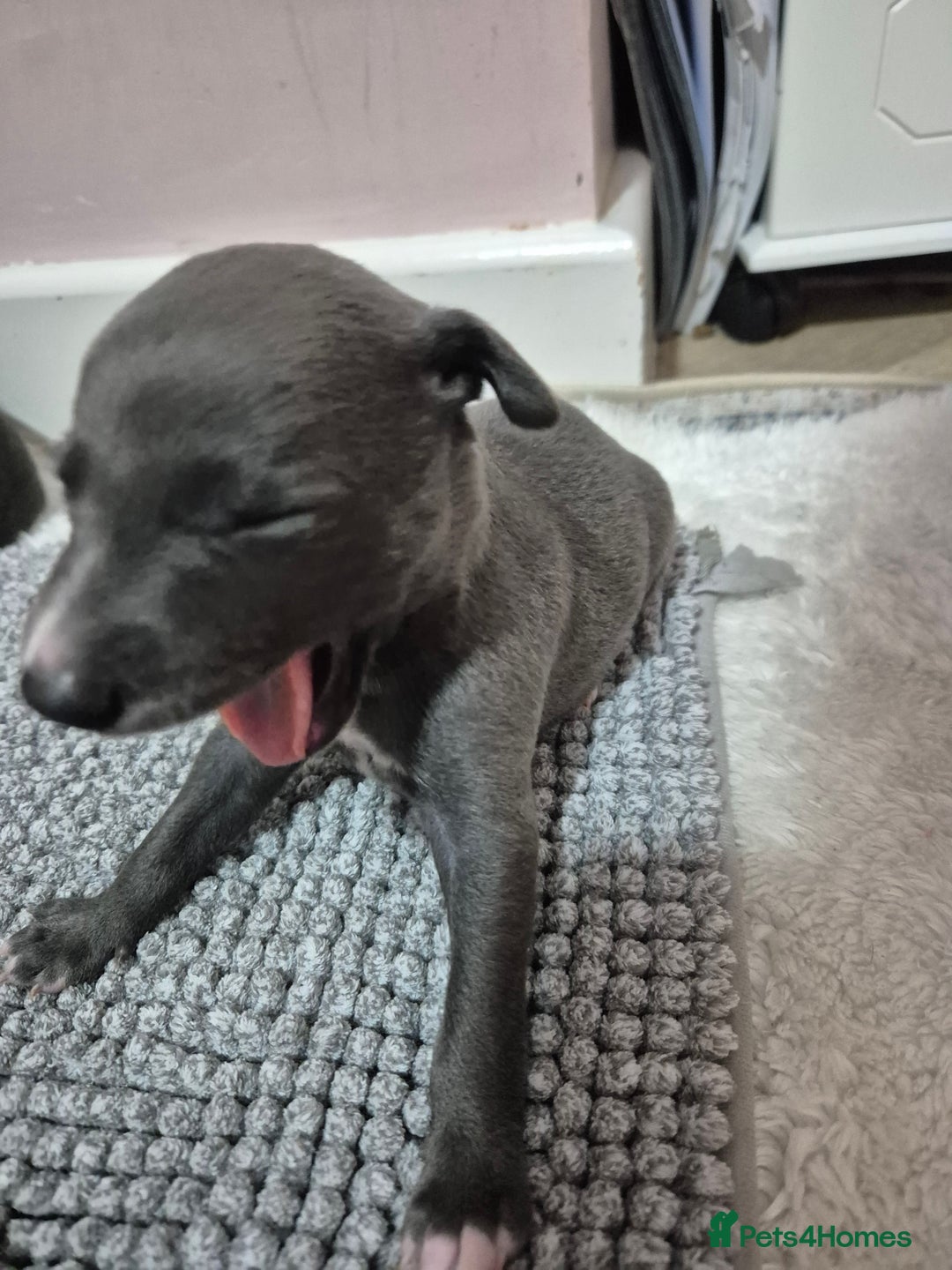 Whippet dogs for sale: 🐾 Stunning Blue Whippet Puppies - just £800!🐾 - Advert 3