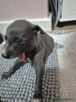 Whippet dogs 🐾 Stunning Blue Whippet Puppies - just £800!🐾 - Advert 5