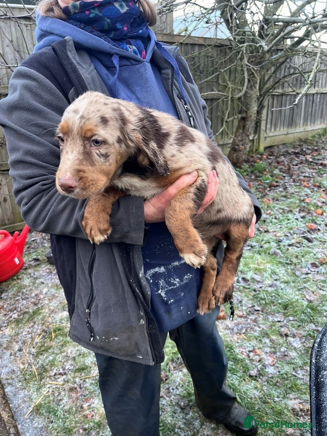 Mixed Breed dogs for sale: Border Collie x Cocker spaniel Pups  - Advert 6