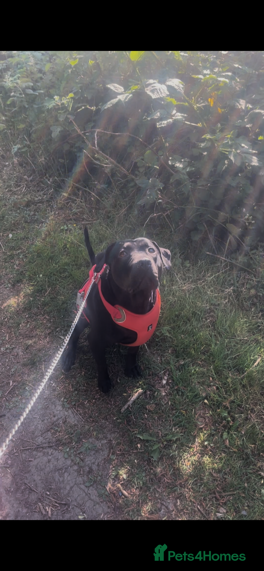 Mixed Breed dogs for sale: Cane corso X Staffordshire terrier puppies 🔥🩸 - Advert 6