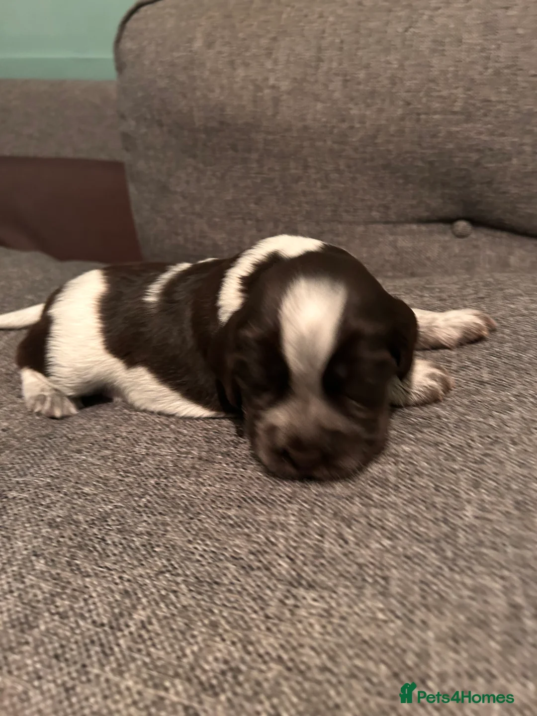 Cocker Spaniel dogs for sale: Cocker Spaniel Puppies * One Girl Remaining * - Advert 9