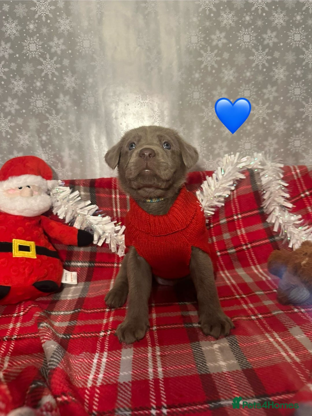 Labrador Retriever dogs for sale: !REDUCED! silver labrador's KC - Advert 9