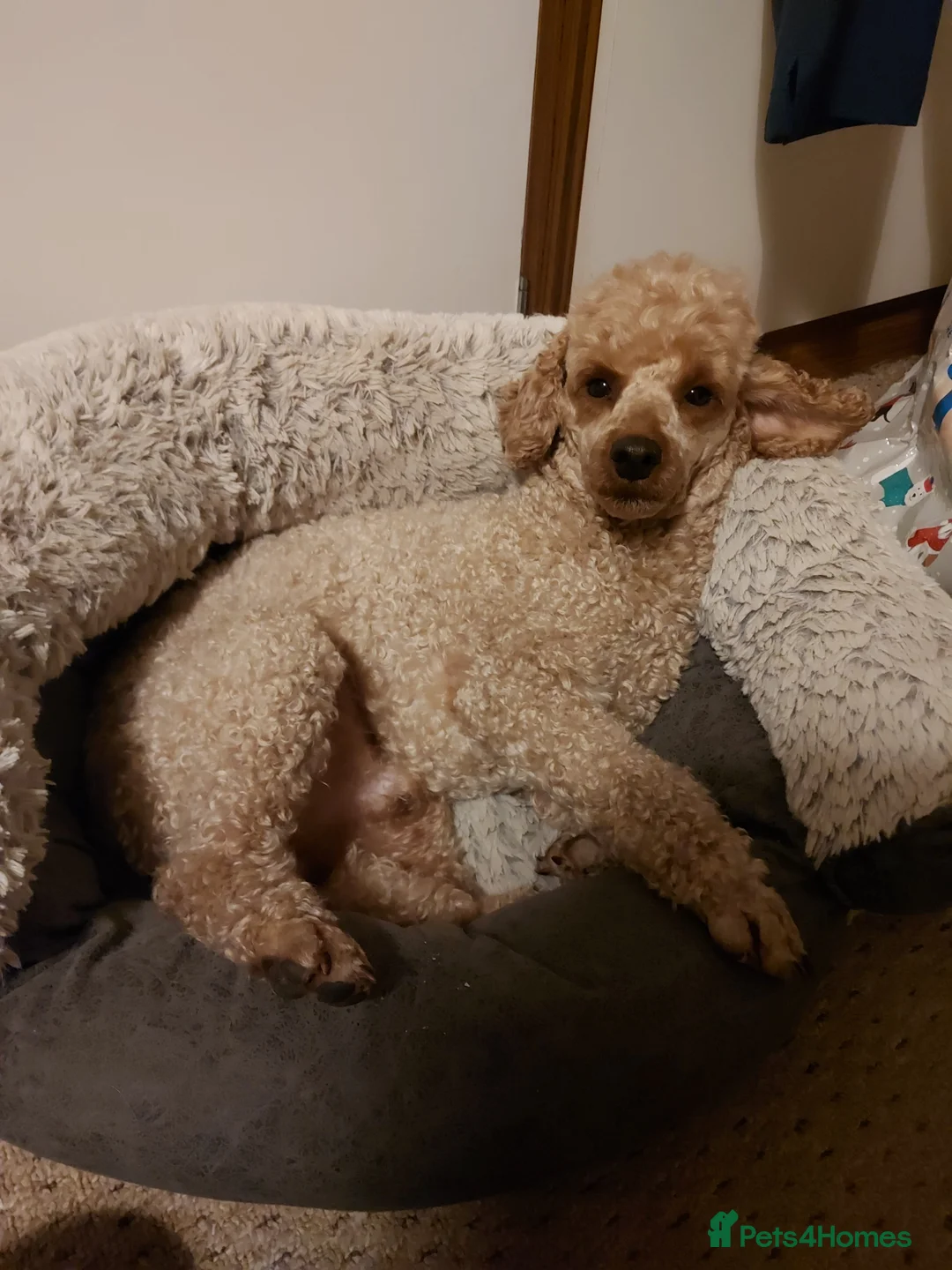 Miniature Poodle dogs for stud: KC Reg Red Miniature Poodle for stud in Preston - Advert 7