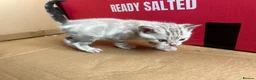 Bengal cats for sale: Stunning Snow Bengal Kittens for Sale  - Advert 8