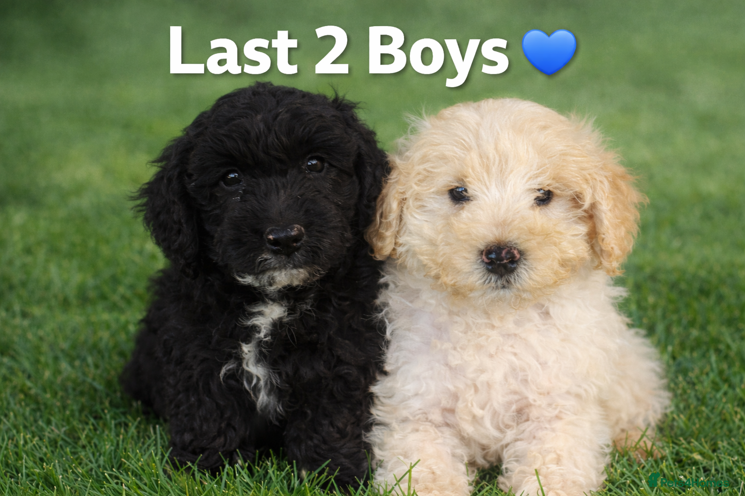 Cockapoo dogs Last 2 Boys Ready to leave Stunning F1B cockapoo  - Advert 15