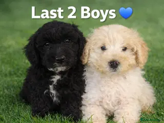 Cockapoo dogs Last 2 Boys Ready to leave Stunning F1B cockapoo - Advert 15