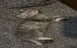 Persian cats for sale: Last 2 Boys! READY TO LEAVE - Image 7