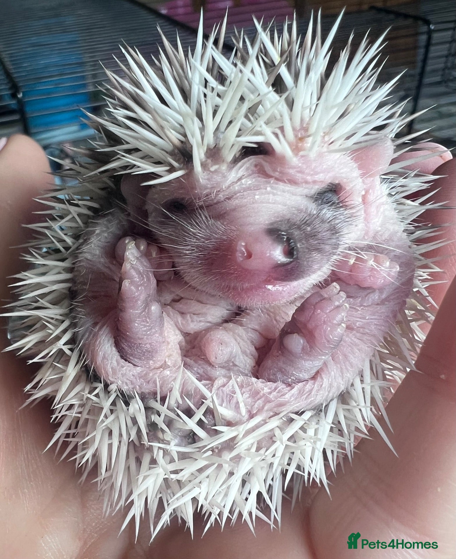Pygmy Hedgehog rodents African Pygmy hedgehog hoglets  - Advert 14