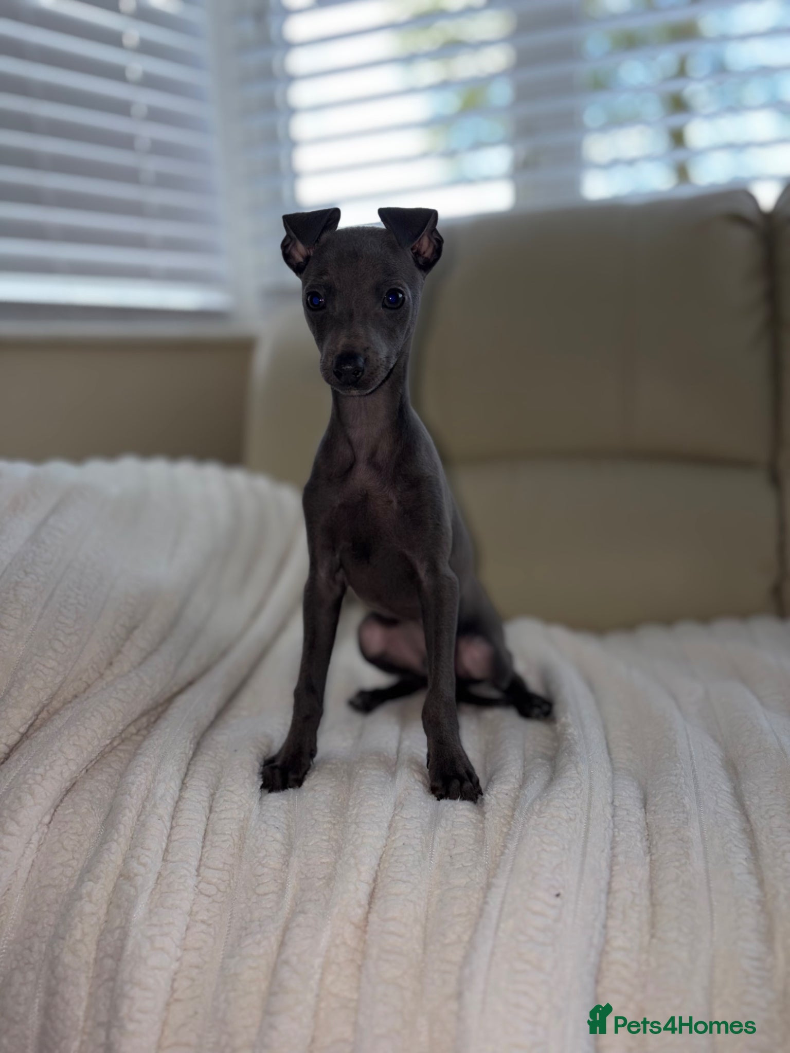 Italian Greyhound dogs Ready to leave Adorable Italian Greyhound Puppy  - Advert 10