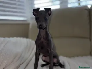 Italian Greyhound dogs Ready to leave Adorable Italian Greyhound Puppy - Advert 10