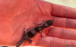 Gecko reptiles for sale: White and yellow Mack snow het eclipse  - Image 8