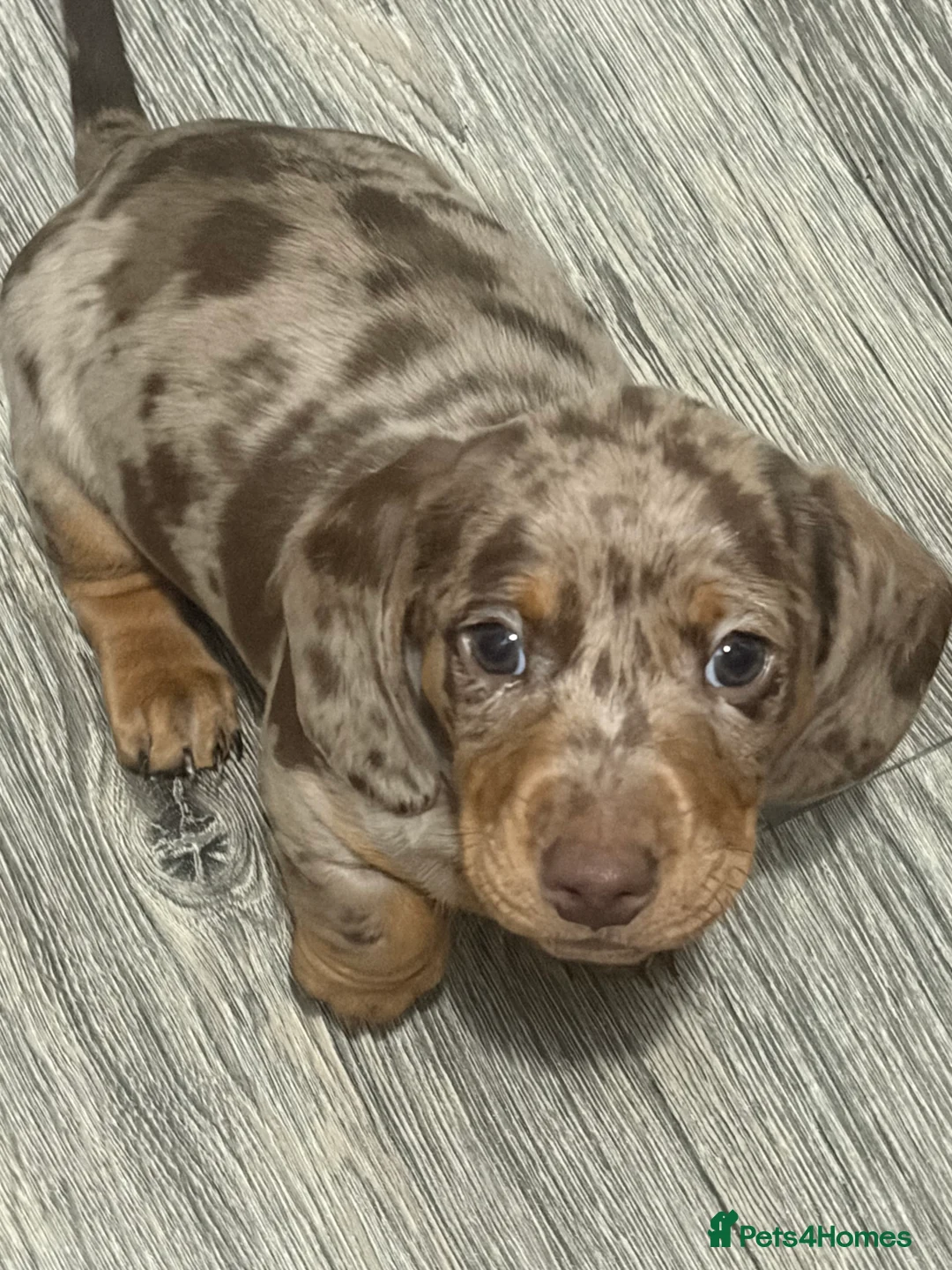Dachshund dogs for sale: 2 boy Miniture dashund puppies for sale  - Advert 2