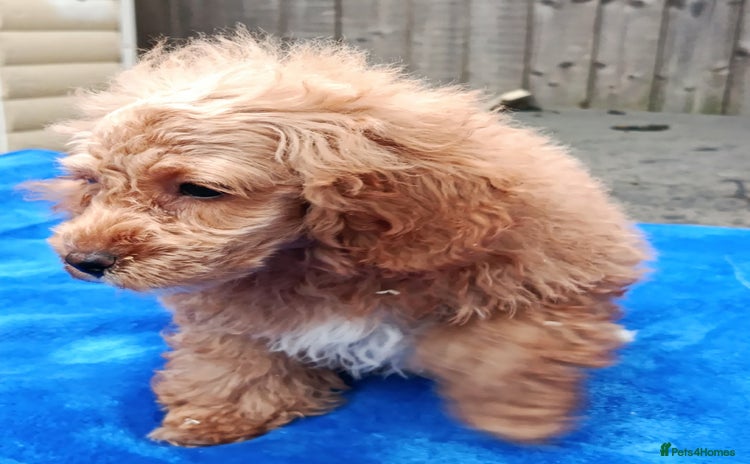 Toy Poodle dogs - Advert 2