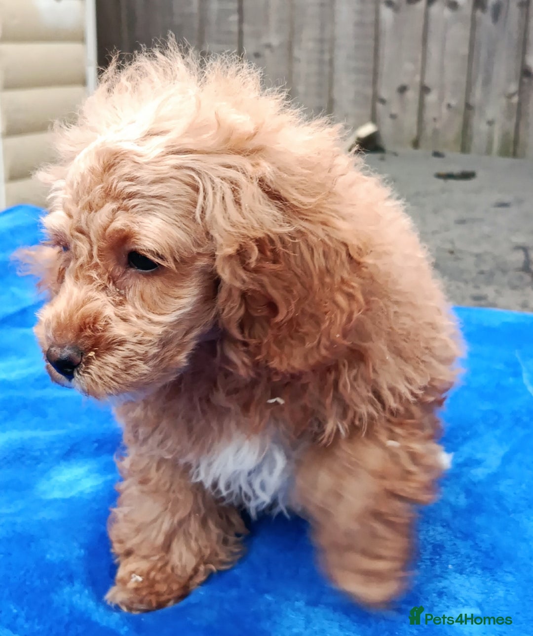 Toy Poodle dogs for sale: STUNNING TOY POODLES KC REG HEALTH TESTED  - Image 1