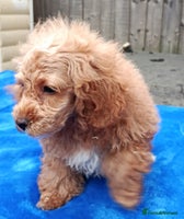 Toy Poodle dogs - Advert 7