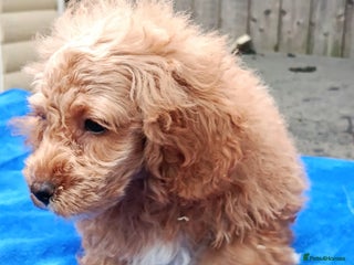 Toy Poodle dogs - Advert 1