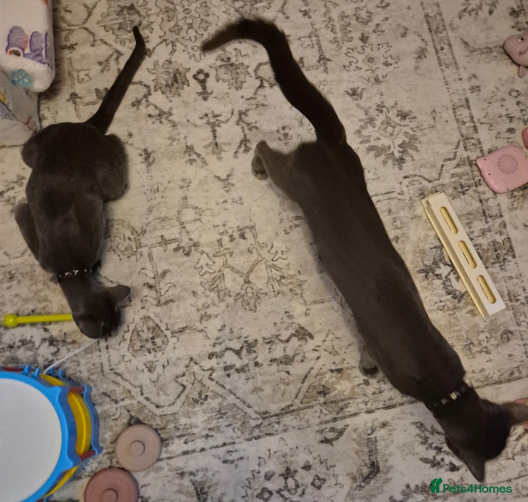 Oriental cats for sale: Beautiful blue/gray oriental kittens - Advert 9